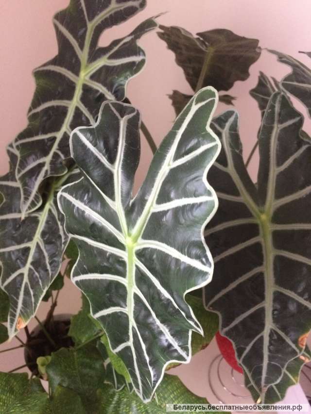 Комнатные растения