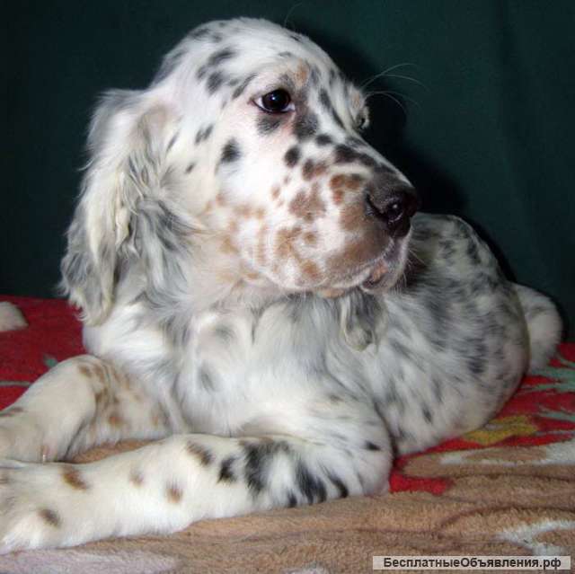 Английский сеттер щенки