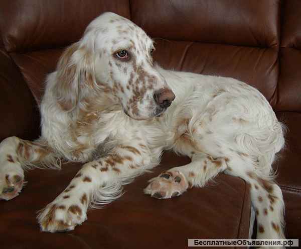 Английский сеттер щенки