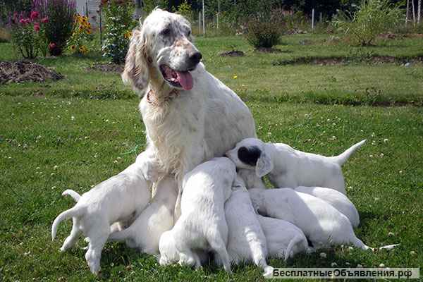 Английский сеттер щенки