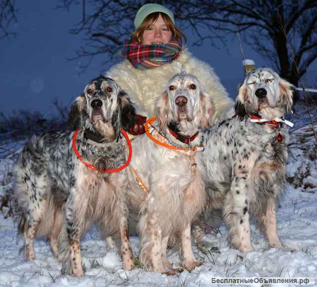 Английский сеттер щенки