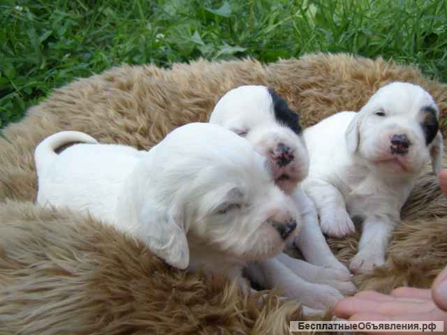 Английский сеттер щенки