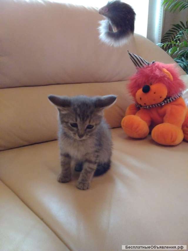 Котенок Барсик в добрые руки
