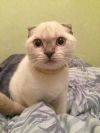 Скоттиш фолд шотландская вислоухая