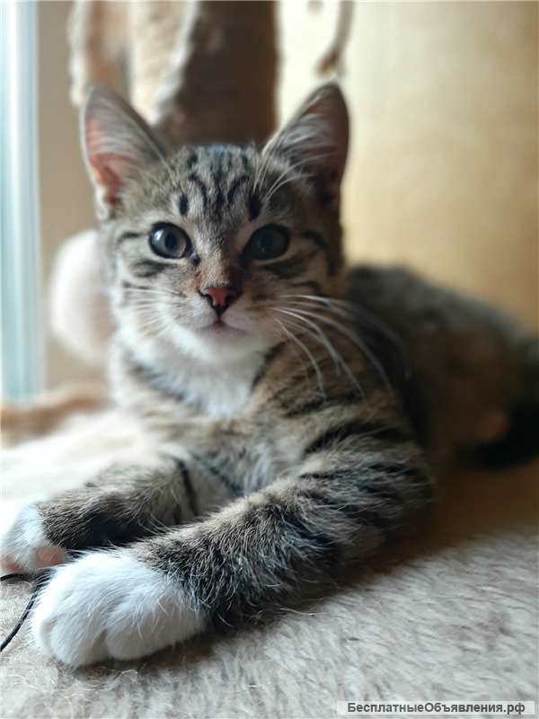 Котенок Матвей ищет семью