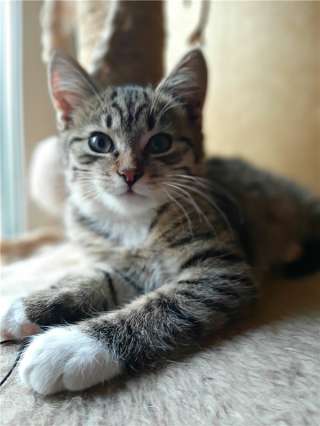 Котенок Матвей ищет семью