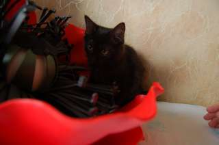 Отдается замечательная девочка, котенок