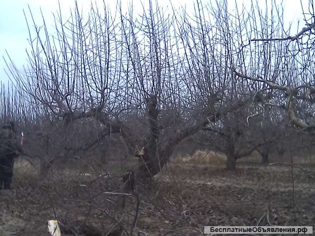 Обрезка и формировка плодовых деревьев, винограда
