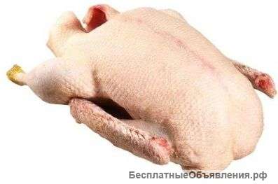 Гуси утки муларды