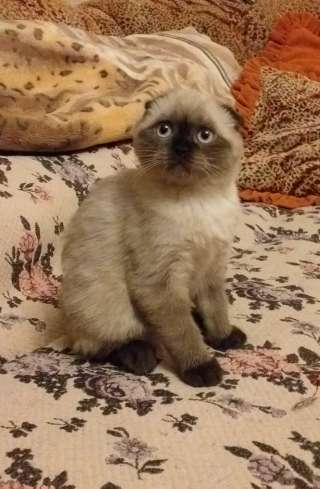 Шотландские котята