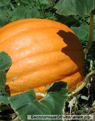 Тыква оптом от производителя