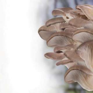 Домашняя вешенка — грибы к Новому году