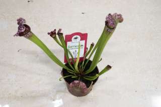 Саррацения