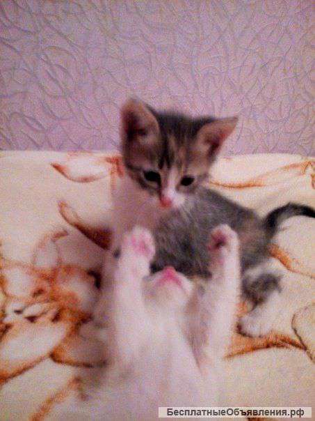 Отдам котят)))))))