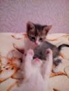 Отдам котят)))))))