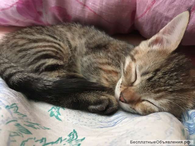 Отдадим прекрасного котенка