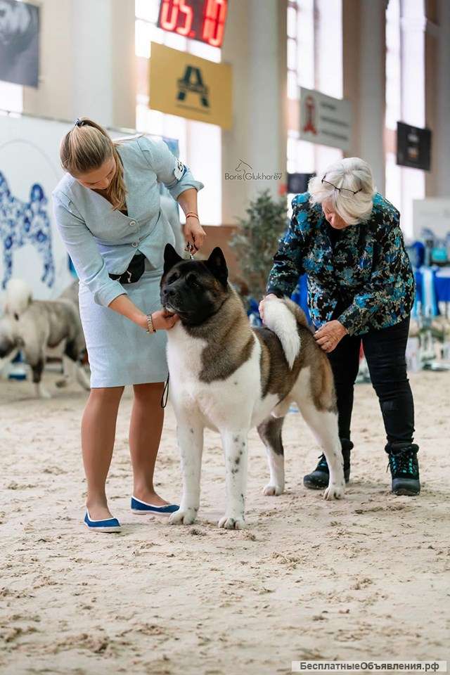 Кобель Американской Акиты ВЯЗКА