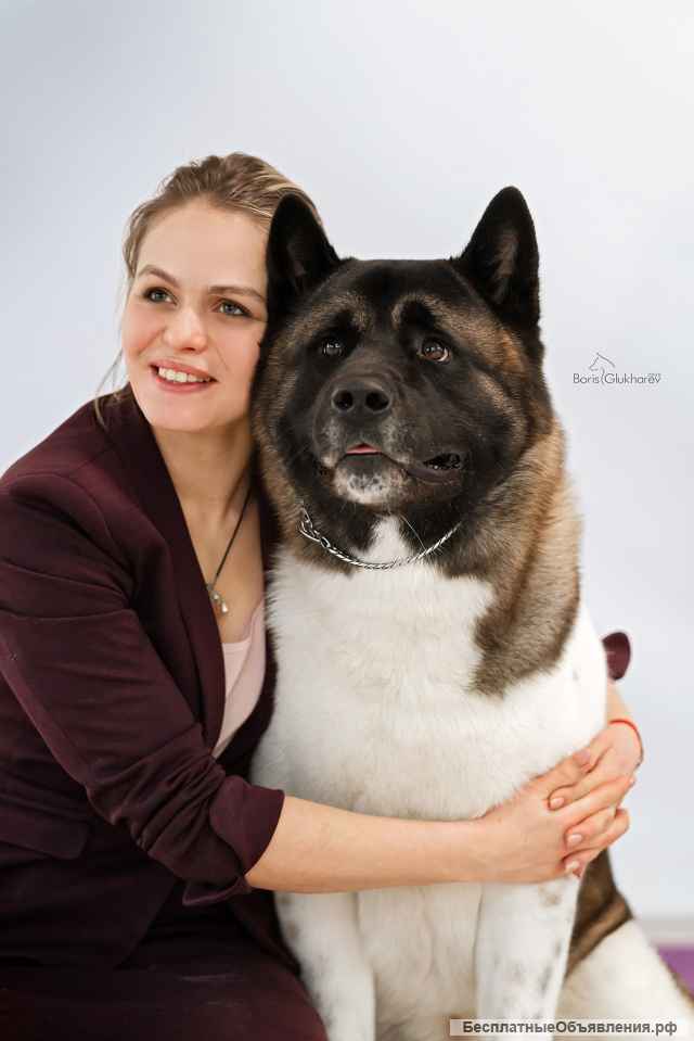 Кобель Американской Акиты ВЯЗКА