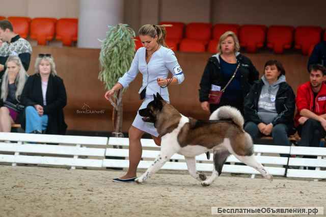 Кобель Американской Акиты ВЯЗКА