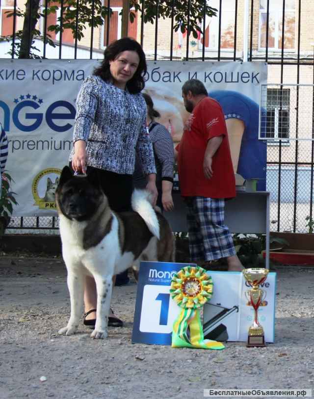 Кобель Американской Акиты ВЯЗКА