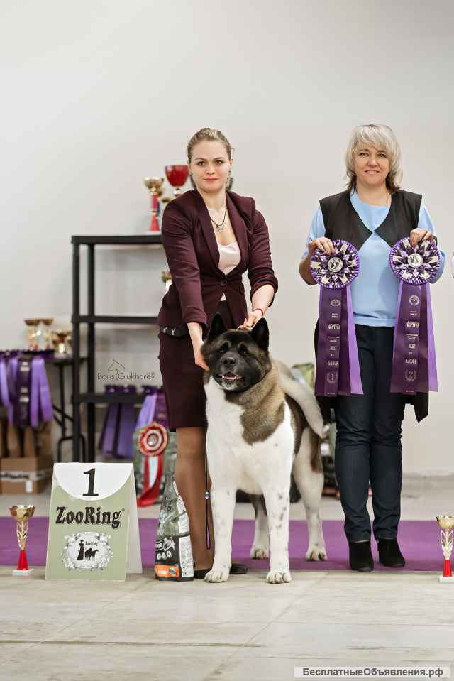 Кобель Американской Акиты ВЯЗКА