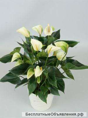 Антуриум разные