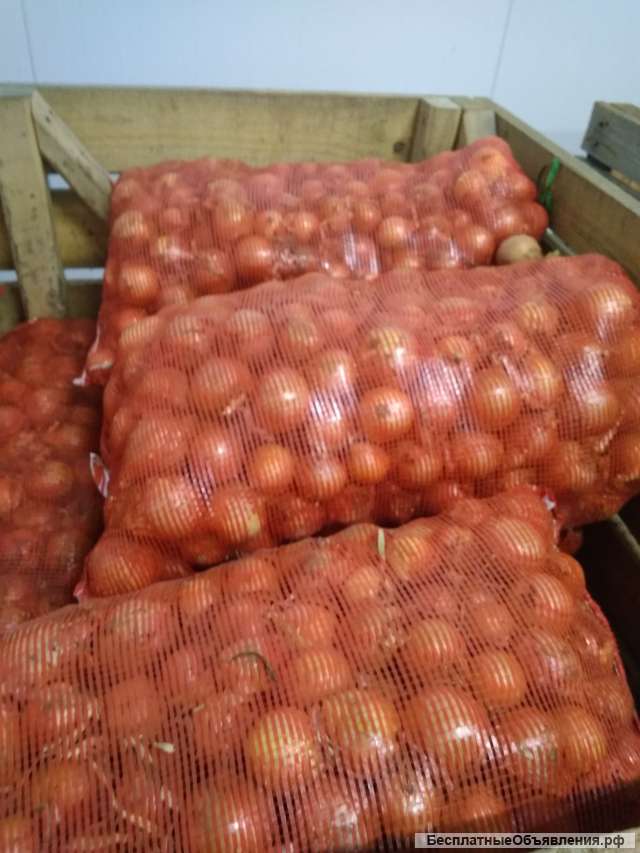 Лук репчатый