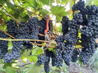 Саженцы винограда