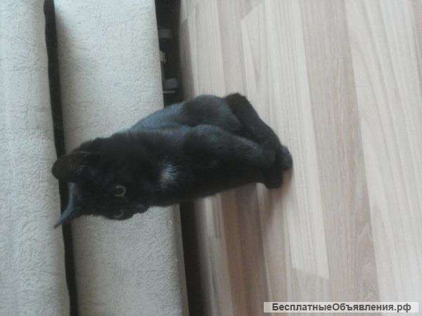 Ласковая кошечка-мурлыка ищет доброго хозяина