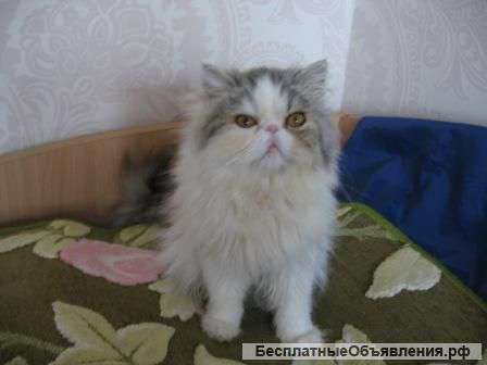 Кошка персидская Олимпия