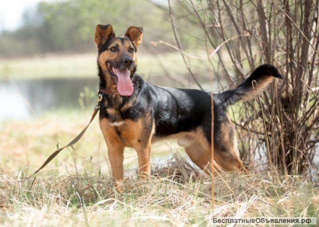 Метисы Немецкой Овчарки Фото