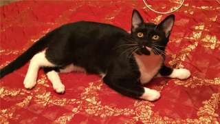 Котенок Барсик в добрые руки