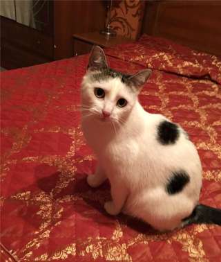 Чудесная кошка Муся в добрые руки