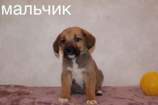 Отдаем чудесных малышей в заботливые руки