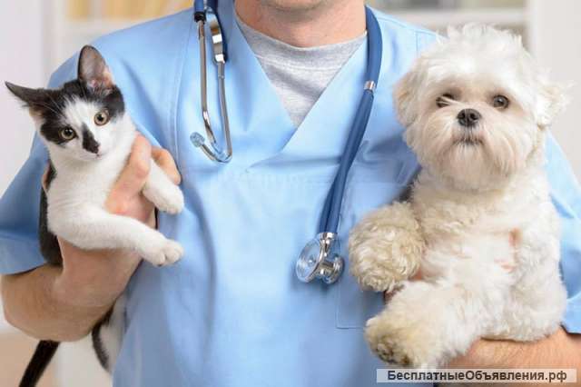 Ветеринарные услуги для кошек и собак