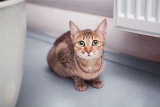 Нежная кошечка Элиза ищет дом