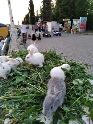 Кролики продаю