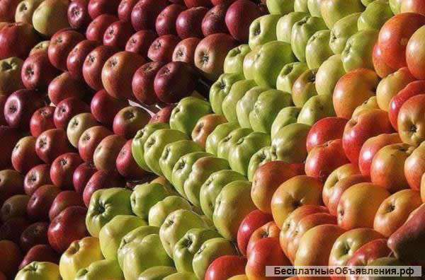 Яблоки оптом