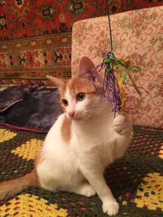 Котенок-девочка Марни в добрые руки
