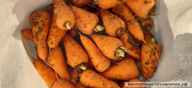 Морковь оптом сорт Каскад