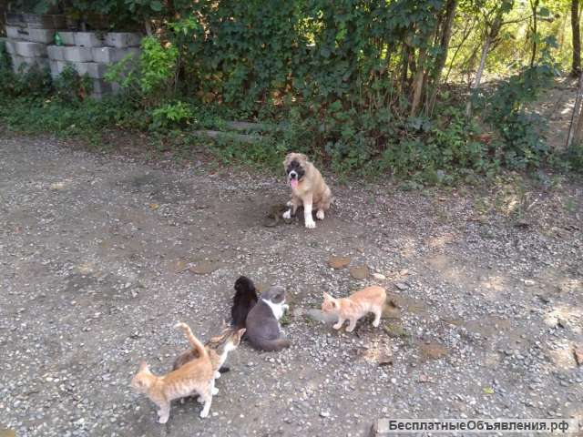 Дрессировка собак