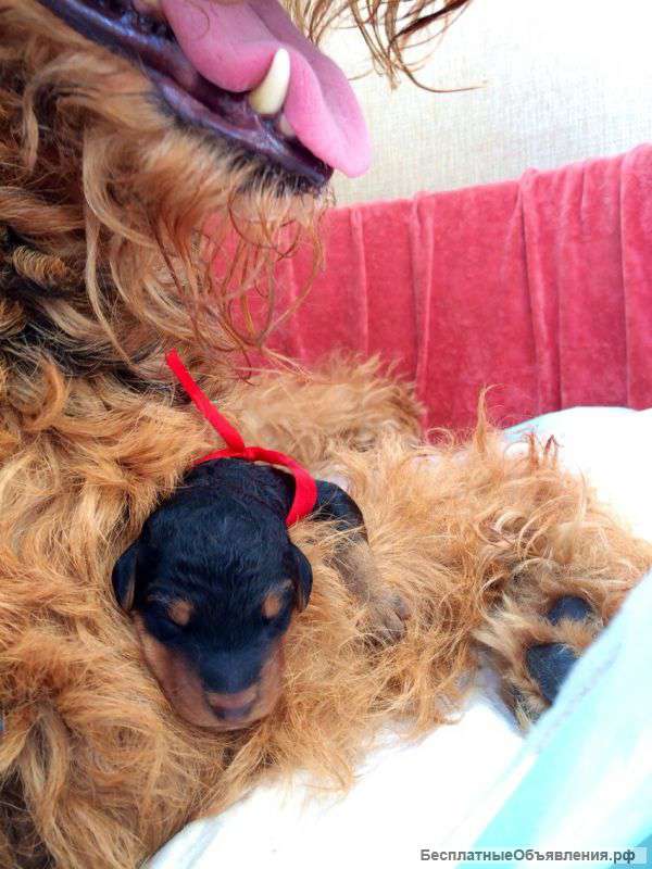 Щенки Эрдельтерьера от рабочих родителей