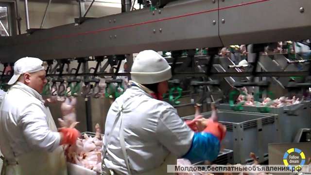 Работник производственной линии/ Птицефабрика