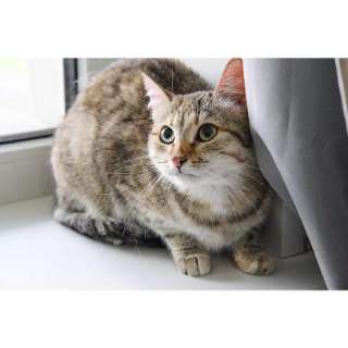 Кошечка Лили в добрые руки