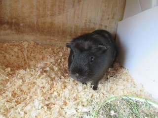 Морская Свинка