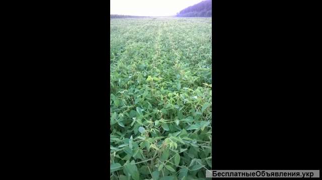 СОЯ Аполло (гмо)