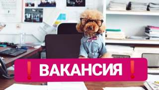 Помощник кинолога