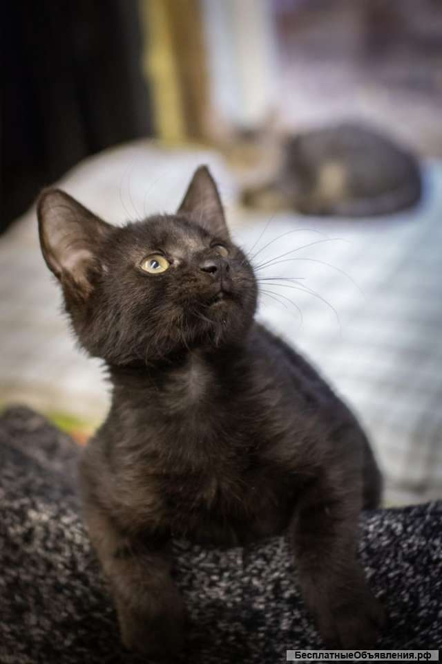 Чудесные котята Мишка и Рысик ищут дом
