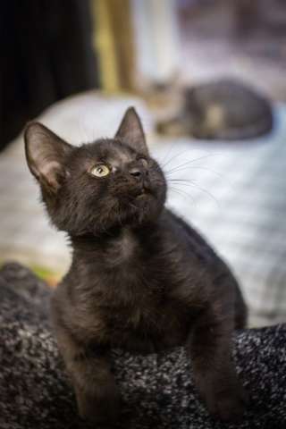 Чудесные котята Мишка и Рысик ищут дом
