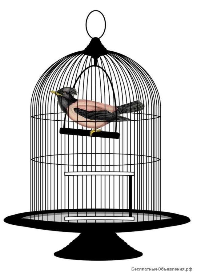 Клетку с птицей недорого